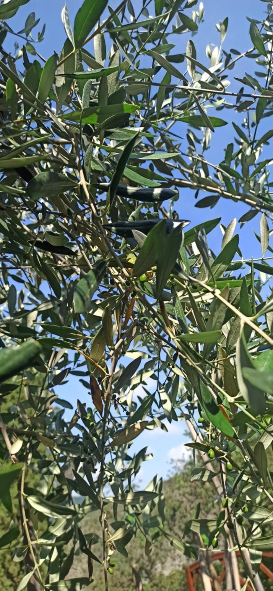 "Vento Di Levante Suite" Benvenuti In Collina Casarza Ligure Exterior photo